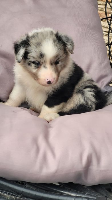 Border Collie piesek
