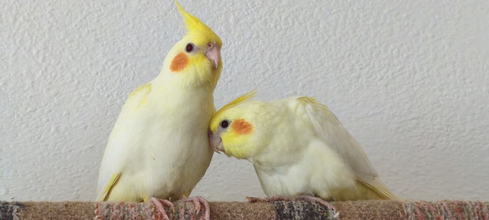 Vendo ou troco Caturras jovens