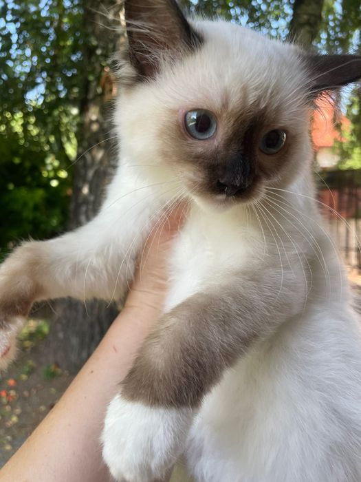 Koteczka i kocurek Ragdoll  cudne maluszki rodzice FPL
