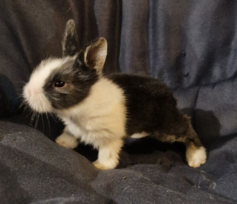 Кролик декоративний . Кролики .