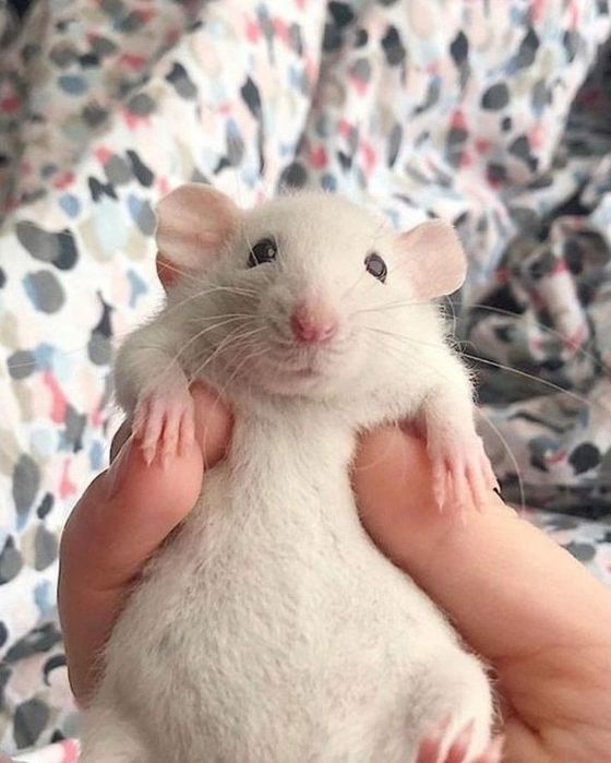 Криски дамбо,крисята дамбо,дамбо криски,криси дамбо