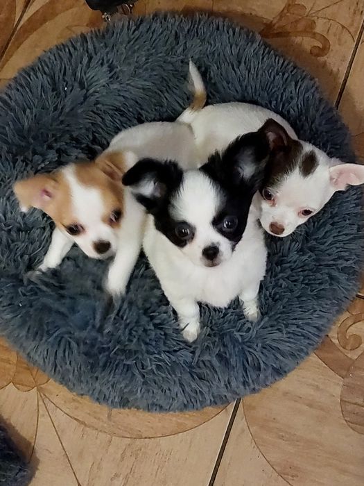 щенки чихуахуа, дівчинки блондінки