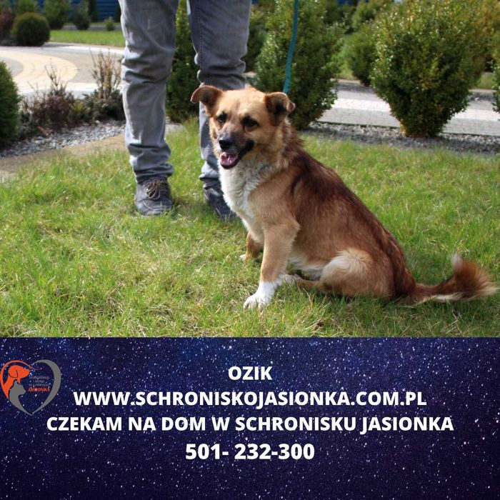 Ozik do adopcji – Schronisko Jasionka