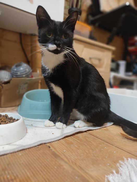 Wyjątkowo malutka koteczka ,szuka domu.