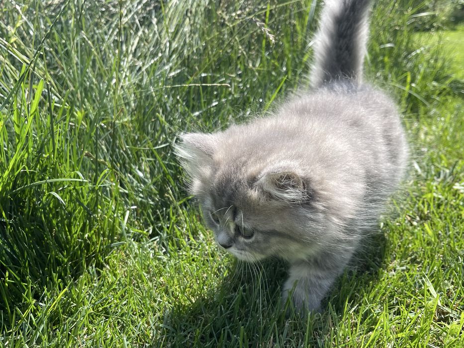 Шотландські кошенята