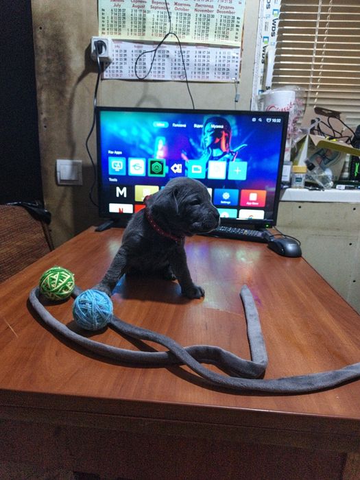 Відкрит продаж щенят Кане Корсо!!!