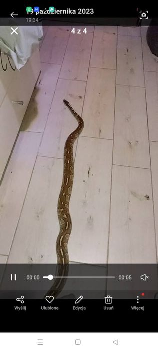 Python Samiec 6 letni