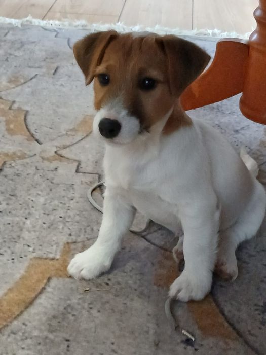 Piesek Jack Russell Terrier