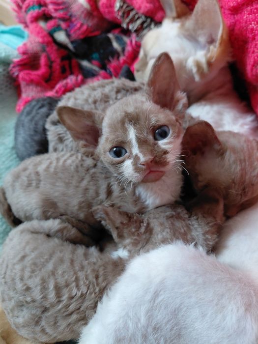 Котята Девон Рекс