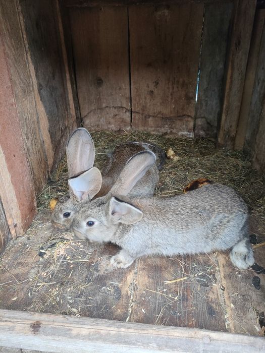 Sprzedam 2 mięsiecznego belga