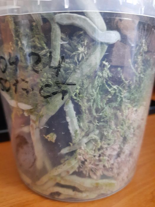 Орхидея фаленопсис Принцесса сакура .