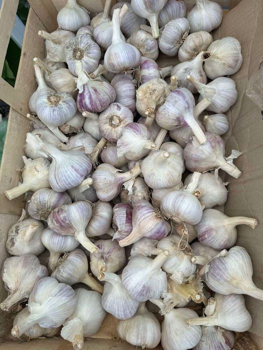 Продам часник Любаша 2026р,  1,2 репродукції