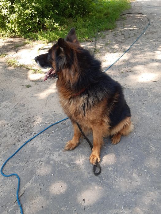 Śliczny starszy  owczarek niemiecki Dior do adopcji że schroniska .