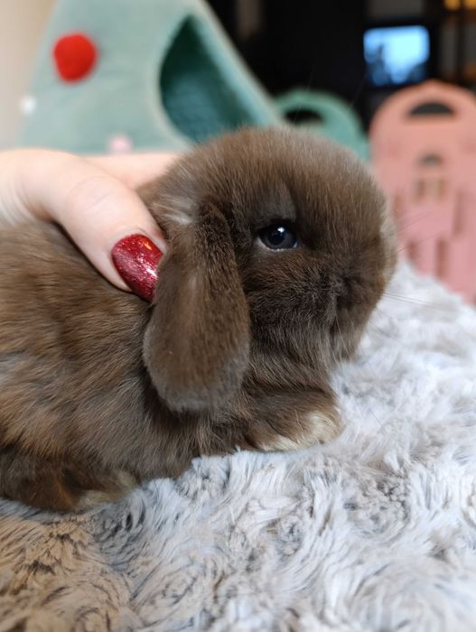 Królik króliczek mini lop hodowla zarejestrowana 910-P