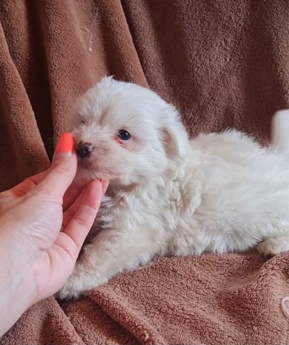 Excelente Bichon Maltes de Qualidade