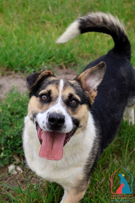 MŁODY, WESOŁY, aktywny, uwielbia aportować piłeczki