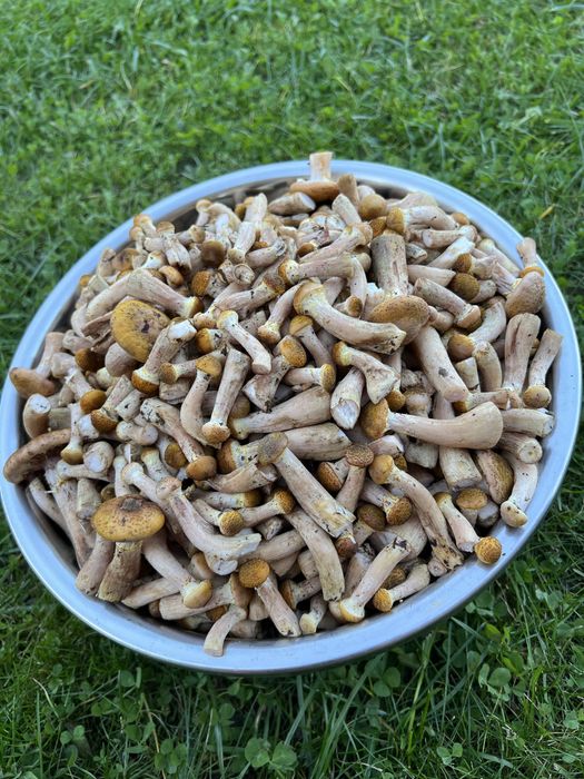 Опеньки лісові 2025 р.