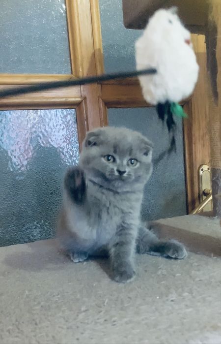 Висловуха дівчинка  фолд