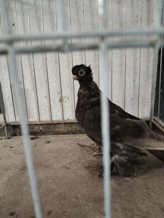 Wywrotek mazurski samica kawowa