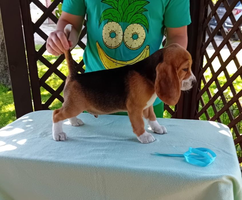 Beagle ZKWP FCI doskonały rodowód