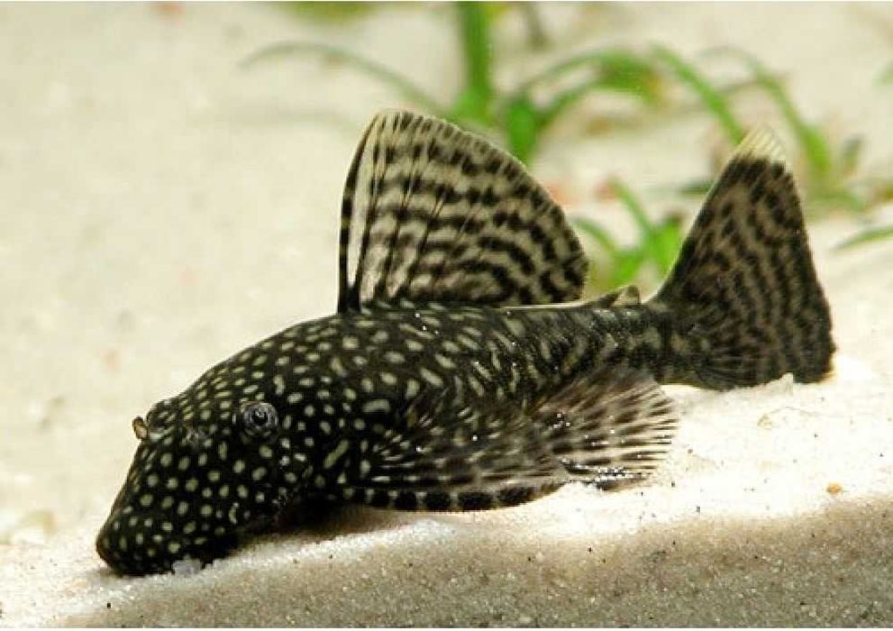 Малёк анциструса обыкновенного 1-2 -3 - 4 см, темный и альбинос