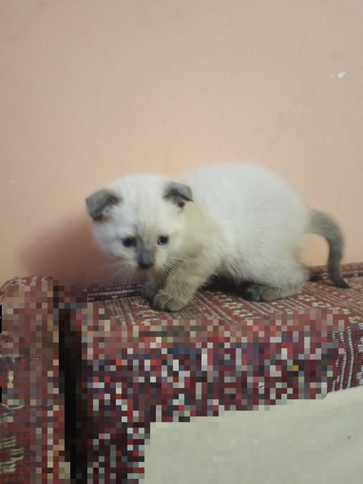 Шотландські висловухої кошенята "Скоттіш-Фолд"