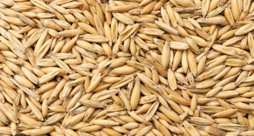 Owies jary zbiory 2025