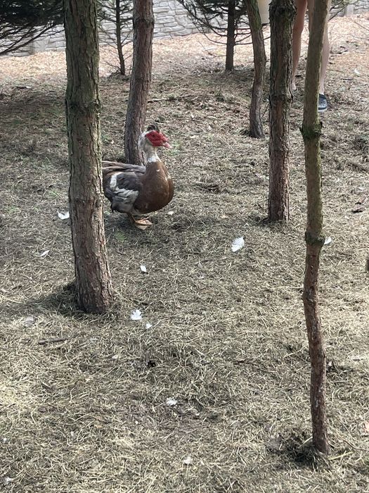 Sprzedam kaczki i kaczory francuskie