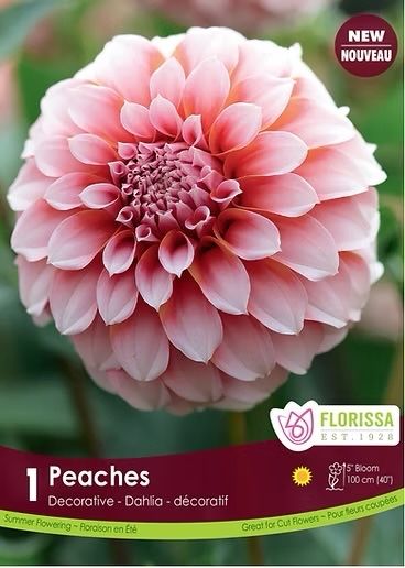 Жоржина клубні Нідерланди