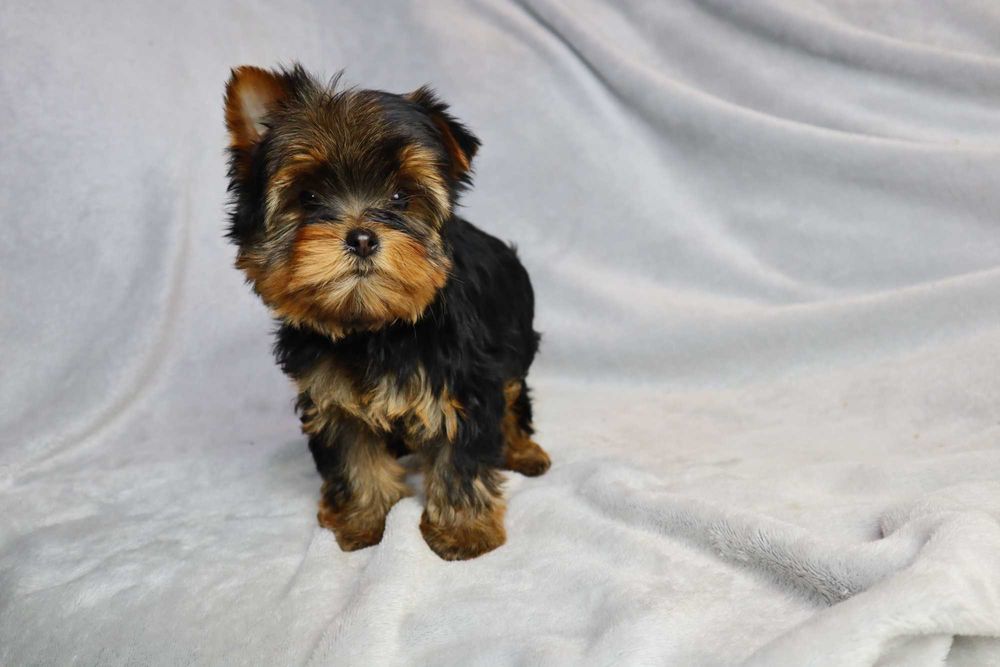 Yorkshire Terrier - szczenię ( york )