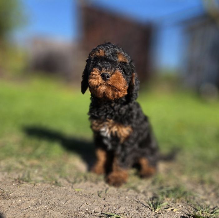 Cavapoo f1b piesek black&tan
