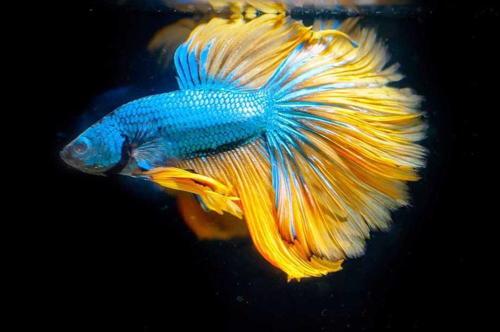 Любители аквариумистики