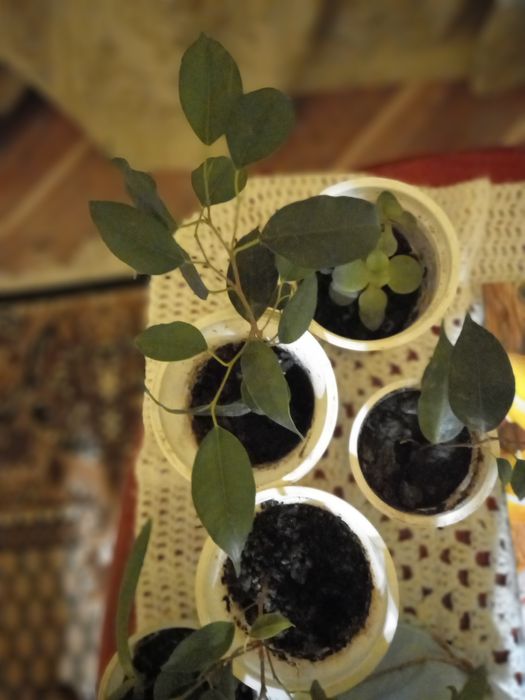 Алоє Фікус Бенджаміна  Толстянка Обмін