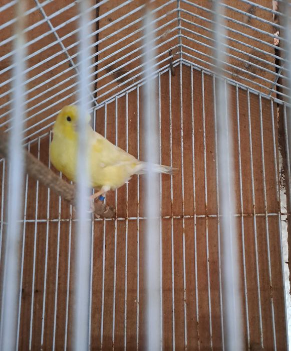 Canarios femeas 2025