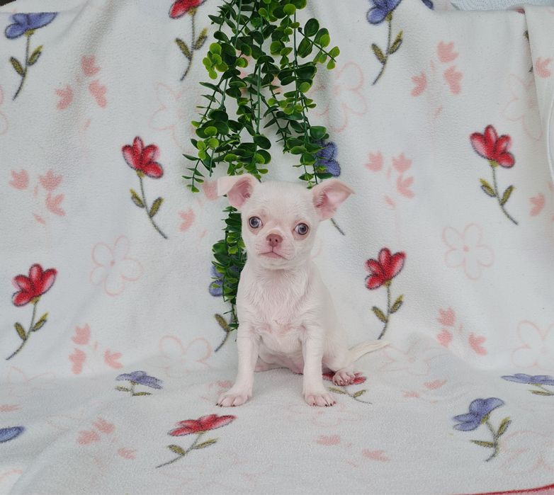 Excecional mini menina Chihuahua.Chiuaua,Qualdd linhagemRussa