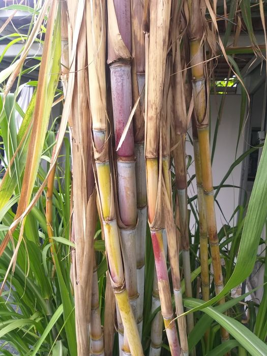 Vendo Cana de açúcar