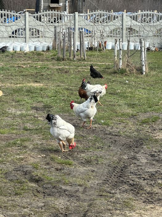 Sprzedam mlode koguty