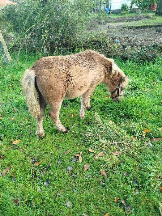 Animais muito mansos