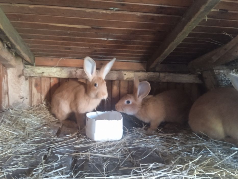 Бургундія (кролі)