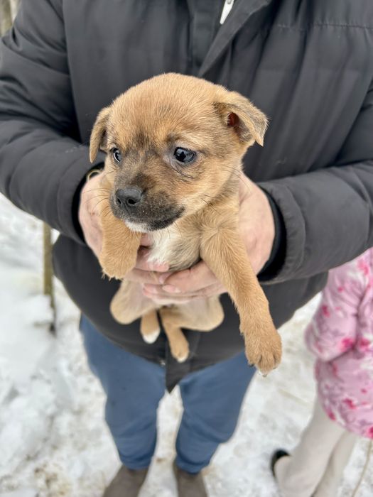 Szczenięta szukają nowych domów! Za darmo.