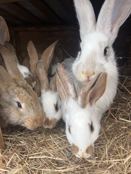 Sprzedam młode króliki