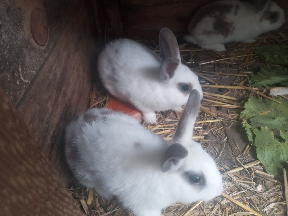 Króliczki miniaturki