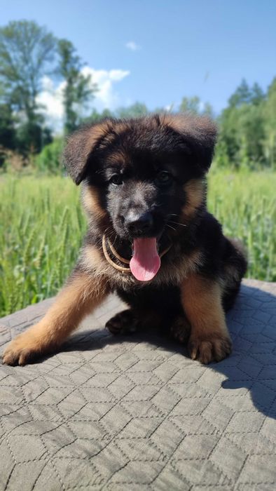 Цуценята німецької вівчарки