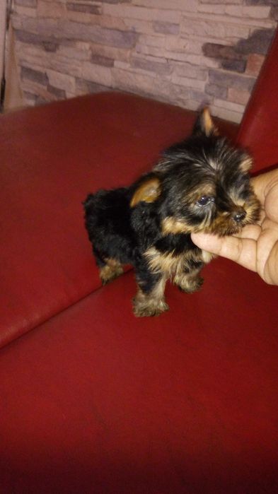 Yorkshire terrier Miniatura