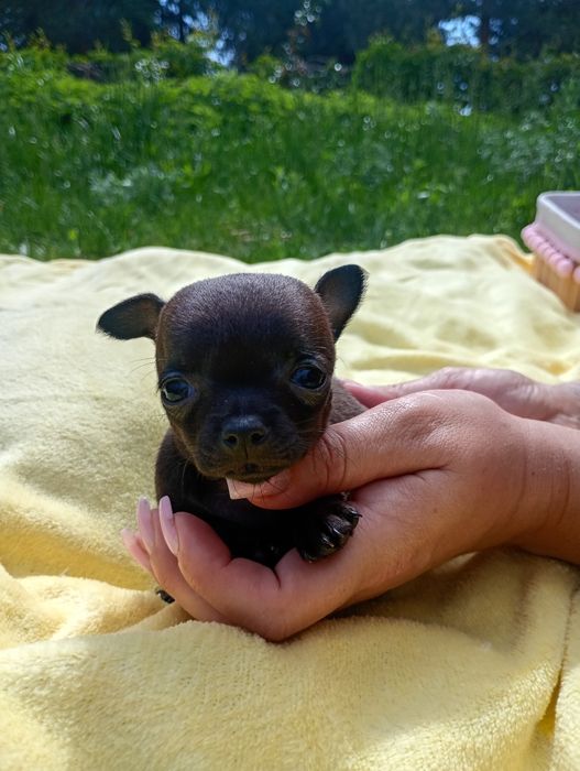 Cudowna suczka chihuahua