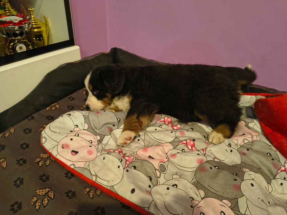 Szczeniak Berneński pies pasterski