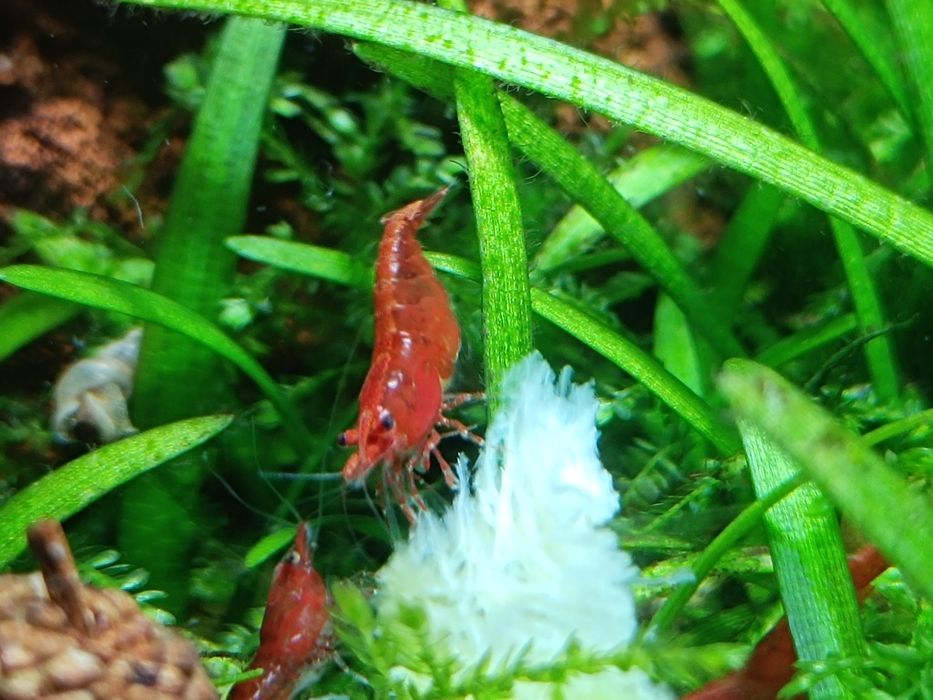 Camarões Neocaridina Red Fire