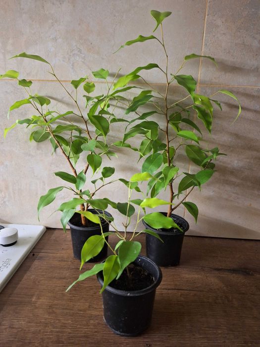 Фікуси бенджаміна неон, алі, анастасія, амстел голд