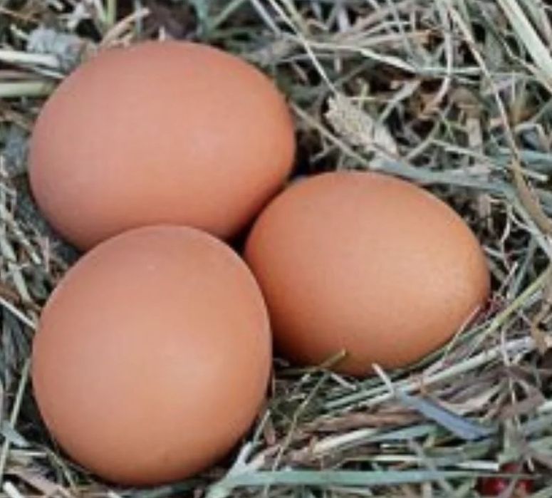 Ovos Férteis para Incubação – Rhode Island Red