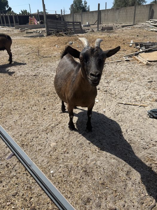 cabras e bodes anãs